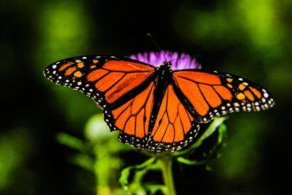 Monarch butterfly