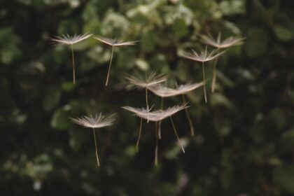 dandelion seeds falling through the air