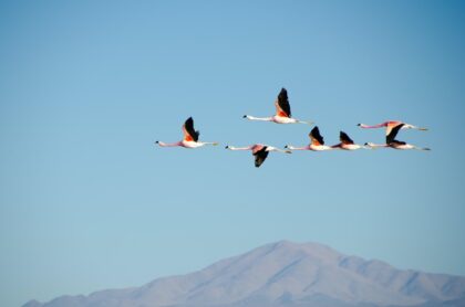 Flamingos flying over mountains