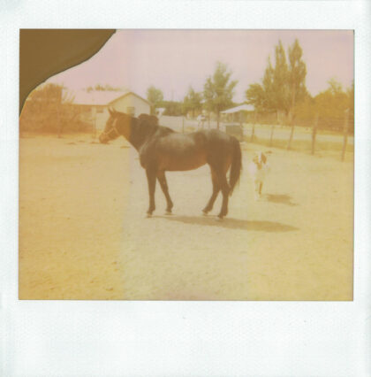 Faded old polaroid of a horse in a field.