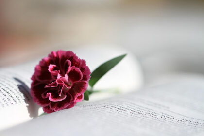 Carnation in the center of an open book