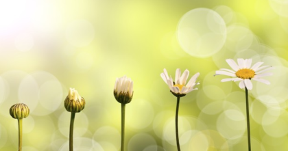 Stages of a daisy opening