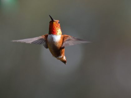 hummingbird in air