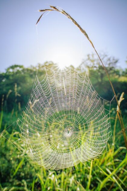 Large spider web