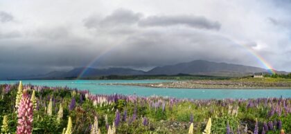 a panoramic view of wildflowers in a bay with a rainbow arching over all