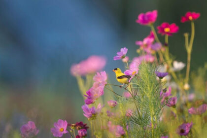 field of flowers