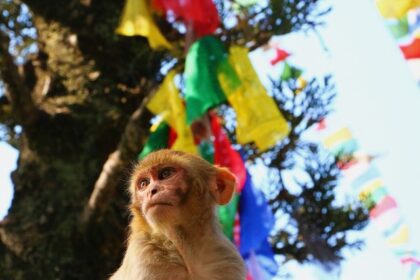 Monkey under a tree festooned with colorful ribbons.
