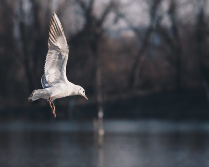 Seagull over water.