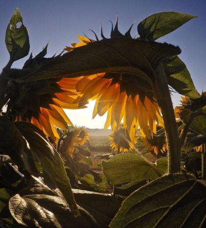 morning sunflower