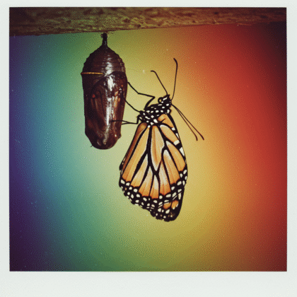Monarch butterfly resting on a chrysalis.