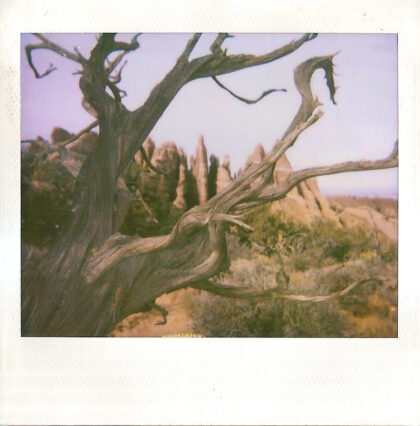 a barren twisted tree in the badlands