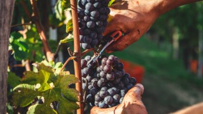 Cutting grapes from the vine.