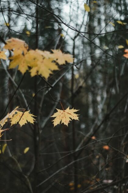 Yellow leaves in a dark wood