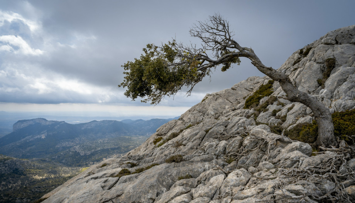 The theme for February is resilience and there is a picture on a lone, windswept tree on a deserted mountain.