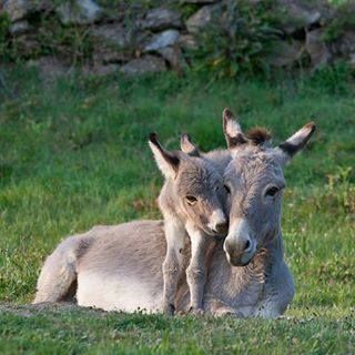 A donkey liing down with her offspring