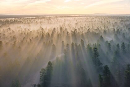 Drone shot of misty morning in a forest.