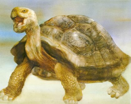 Painting of a Tortoise