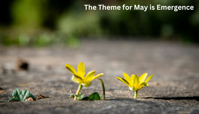 Yellow flowers emerging from a crack in the soil.