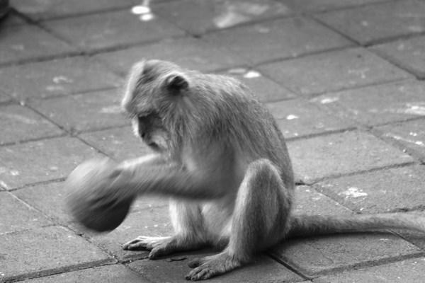 Monkey playing with a ball.