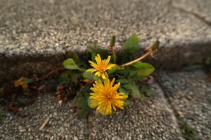 A yellow flower is growing out of the joints of a sidewalk.