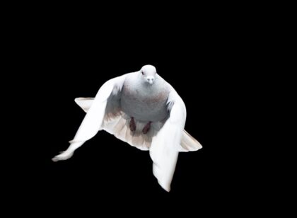 White dove flying toward you