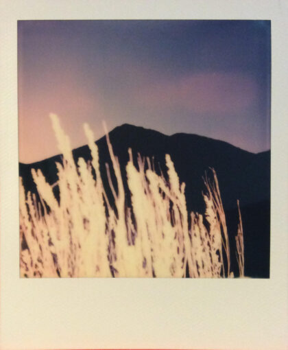 polaroid photo of wheat in front of a silhouette mountain