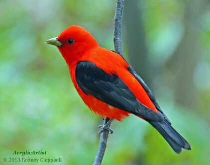 scarlet tanager perched on a branch